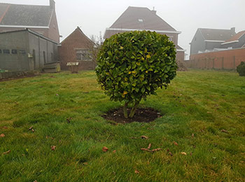 Tuinonderhoud